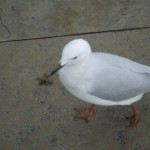 DSCF9766