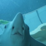 DSCF9808