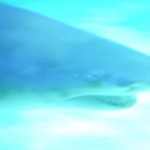 DSCF9822