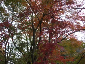 IMG_1823