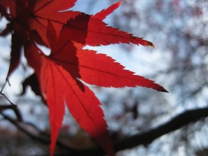 IMG_1847