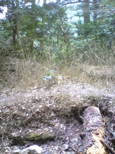 Image181